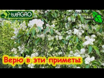 ПРИМЕТЫ, КОТОРЫМ МОЖНО ВЕРИТЬ. Эти приметы помогают мне правильно планировать работы в огороде.