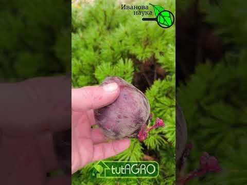 ВЫПИВАЮ ПОЛ СТАКАНА В ДЕНЬ и ТАБЛЕТКИ НЕ НУЖНЫ! Как правильно лечить высокое давление свеклой. ВЫПИВАЮ ПОЛ СТАКАНА В ДЕНЬ и ТАБЛЕТКИ НЕ НУЖНЫ! Как правильно лечить высокое давление свеклой.