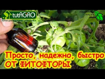 В ОГОРОДЕ и ТЕПЛИЦЕ: фитофтора уйдет навсегда. Простое копеечное средство. ТОМАТЫ БЕЗ ФИТОФТОРЫ.