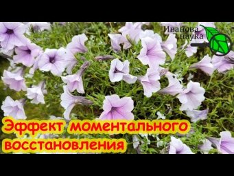 Я СНАЧАЛА НЕ ПОВЕРИЛ! ВОССТАНОВЛЕНИЕ ПЕТУНИЙ, ГЕРАНЕЙ и ГОРТЕНЗИЙ: через 2 дня цветут с новой силой!