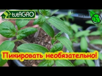 ВОТ ТАК СЕЙТЕ ТОМАТЫ: РАССАДА КРЕПКАЯ И ВООБЩЕ БЕЗ ПИКИРОВКИ! Ничего не надо раздирать.