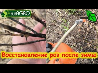 РОЗЫ ПОЧЕРНЕЛИ ПОСЛЕ ЗИМЫ. Восстановление почерневших роз: обработки по этапам.
