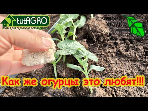 ОГУРЦЫ РАСТУТ большими ПУЧКАМИ! Киньте эту домашнюю подкормку рядом. И больше никаких удобрений! ОГУРЦЫ РАСТУТ большими ПУЧКАМИ! Киньте эту домашнюю подкормку рядом. И больше никаких удобрений!