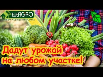САМЫЕ ЗНАМЕНИТЫЕ, ВКУСНЫЕ и НЕПРИХОТЛИВЫЕ СОРТА ОВОЩЕЙ посадил и забыл. Беспроблемные сорта!
