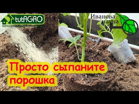 ПОСЫПЬТЕ РАССАДУ ПОСЛЕ ВЫСАДКИ ЭТИМ ПОРОШКОМ И ПОЛУЧИТЕ ОГРОМНЫЙ УРОЖАЙ БЕЗ ПОДКОРМОК! ПОСЫПЬТЕ РАССАДУ ПОСЛЕ ВЫСАДКИ ЭТИМ ПОРОШКОМ И ПОЛУЧИТЕ ОГРОМНЫЙ УРОЖАЙ БЕЗ ПОДКОРМОК!