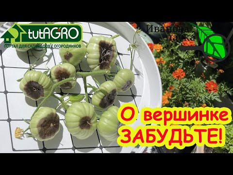 О ВЕРШИННОЙ ГНИЛИ ЗАБУДЬТЕ: без подкормок, обработок и удобрений. Как правильно закрывать теплицу. О ВЕРШИННОЙ ГНИЛИ ЗАБУДЬТЕ: без подкормок, обработок и удобрений. Как правильно закрывать теплицу.