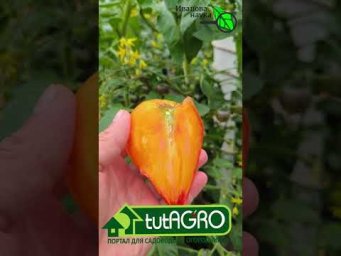 НЕХВАТКА КАЛИЯ У ТОМАТА. ВОТ ЭТО ДА! Какие вкусные томаты!!!