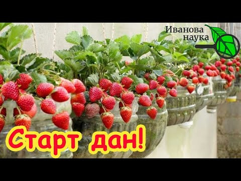 ДЛЯ ВЫРАЩИВАНИЯ КЛУБНИКИ и САД НЕ НУЖЕН! Растим клубнику дома: очень просто и дает много фруктов. ДЛЯ ВЫРАЩИВАНИЯ КЛУБНИКИ и САД НЕ НУЖЕН! Растим клубнику дома: очень просто и дает много фруктов.