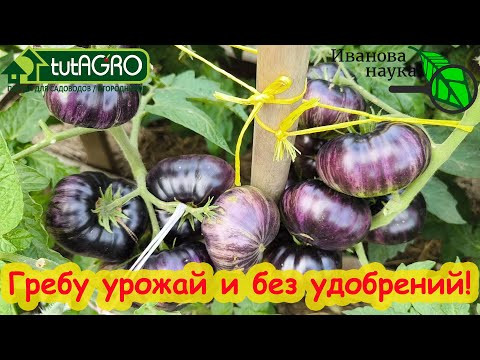 ТОМАТЫ и ОГУРЦЫ ВООБЩЕ БЕЗ УДОБРЕНИЙ? Да! Вместо минеральных удобрений используйте эти средства. ТОМАТЫ и ОГУРЦЫ ВООБЩЕ БЕЗ УДОБРЕНИЙ? Да! Вместо минеральных удобрений используйте эти средства.