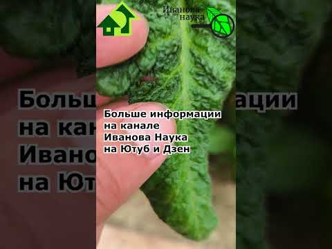 Листья томата скручиваются. Посмотрите и узнайте, что это может быть и что с этим делать. Листья томата скручиваются. Посмотрите и узнайте, что это может быть и что с этим делать.