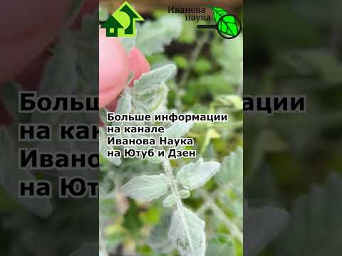 Чего не хватает томату? Дефицит фосфора у томата. Симптомы нехватки питания у томата. Чего не хватает томату? Дефицит фосфора у томата. Симптомы нехватки питания у томата.
