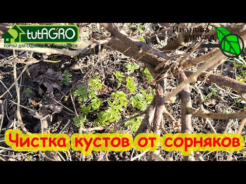 ЛЕГКО ИЗБАВИЛСЯ ОТ СОРНЯКОВ В КУСТАХ. Как очистить кусты от сорняков. Готовим подкормку из сорняков ЛЕГКО ИЗБАВИЛСЯ ОТ СОРНЯКОВ В КУСТАХ. Как очистить кусты от сорняков. Готовим подкормку из сорняков