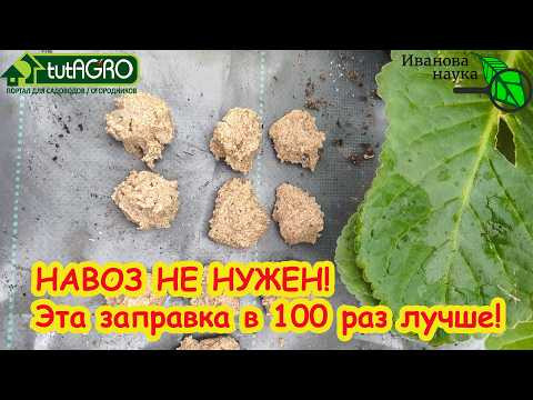 Забудьте про навоз и крапиву! 1 компонент в лунку — огурцы прут как бешеные. Лучшая заправка лунки. Забудьте про навоз и крапиву! 1 компонент в лунку — огурцы прут как бешеные. Лучшая заправка лунки.