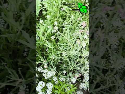 САМЫЕ АРОМАТНЫЕ ОДНОЛЕТНИКИ - С ВЕСНЫ ДО ПОЗДНЕЙ ОСЕНИ. САМЫЕ АРОМАТНЫЕ ОДНОЛЕТНИКИ - С ВЕСНЫ ДО ПОЗДНЕЙ ОСЕНИ.