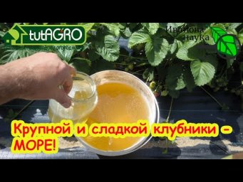 ПОДКОРМКА КЛУБНИКИ ЛЕТОМ ДЛЯ БОЛЬШОГО УРОЖАЯ Как выращивать вкусную крупную клубнику.