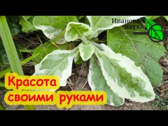 Как получить ПЁСТРЫЕ листья у любого растения? Раскрываю секрет фирмы.