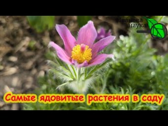 ОСТОРОЖНО, ДЕТИ! САМЫЕ ОПАСНЫЕ и ЯДОВИТЫЕ растения в нашем саду.