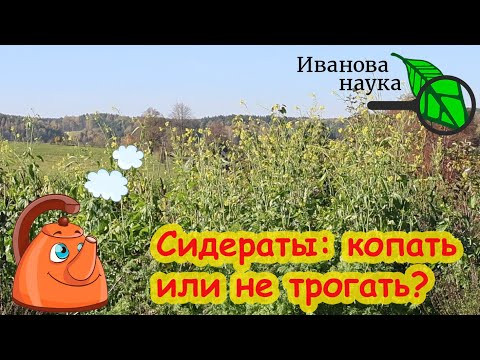 СИДЕРАТЫ ОСЕНЬЮ: перекапывать или оставить как есть? Многолетний опыт дает однозначный ответ. СИДЕРАТЫ ОСЕНЬЮ: перекапывать или оставить как есть? Многолетний опыт дает однозначный ответ.