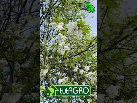 Когда высаживать рассаду на постоянное место?