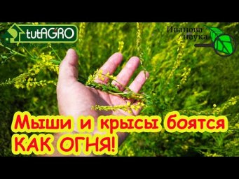 НАРВИТЕ СЕЙЧАС ЭТО РАСТЕНИЕ ПУЧКАМИ! Лучший народный метод как избавиться от крыс и мышей.