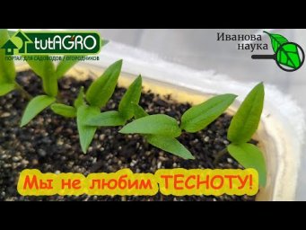 НЕ ДЕРЖИТЕ РАССАДУ В ТЕСНОТЕ! На каком расстоянии сеять семена и расставлять рассаду.