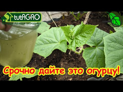=БЕЗ ТАБЛЕТОК и УДОБРЕНИЙ= ДАЙТЕ ЭТО ОГУРЦАМ и ТОМАТАМ и ОНИ ОБИЛЬНО ЗАПЛОДНОНОСЯТ.