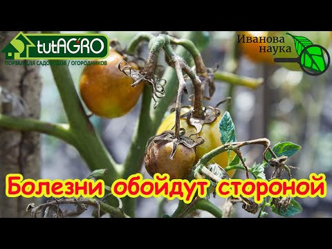ОТ ЭТОГО ПРОДУКТА ФИТОФТОРА ГИБНЕТ МГНОВЕННО! Фитофтора не появится, если будете делать ТАК.