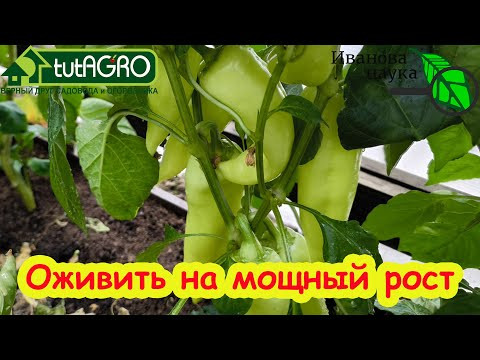 Вот ПОЧЕМУ ПЕРЦЫ НЕ ХОТЯТ РАСТИ, а завязи сохнут и отваливаются. Как оживить перцы на мощный рост.