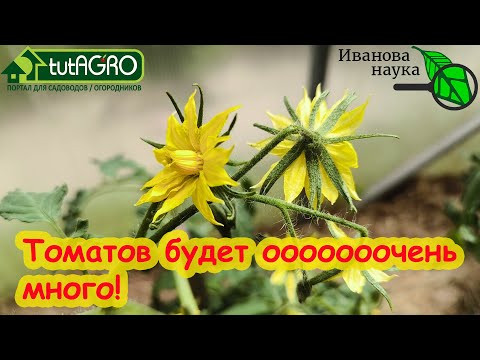 ОГРОМНЫЙ УРОЖАЙ ТОМАТОВ и БЕЗ БОРА! Просто делайте так и урожай томатов сразу увеличится. ОГРОМНЫЙ УРОЖАЙ ТОМАТОВ и БЕЗ БОРА! Просто делайте так и урожай томатов сразу увеличится.