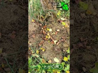 Каждый год осенью делаю это в саду и собираю урожай плодовых ТОННАМИ! Как подготовить деревья к зиме