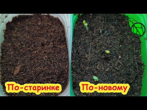 ЖАЛЕЮ, что РАНЬШЕ ТАК НЕ ГОТОВИЛ ГРУНТ! Теперь сею ТОЛЬКО ТАК! Удивительный результат по всхожести.