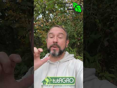 ОЗДОРОВЛЕНИЕ ЧЕСНОКА ПРЯМО на ГРЯДКЕ. Оздоровление через однозубки. Как оздоровить чеснок без химии. ОЗДОРОВЛЕНИЕ ЧЕСНОКА ПРЯМО на ГРЯДКЕ. Оздоровление через однозубки. Как оздоровить чеснок без химии.