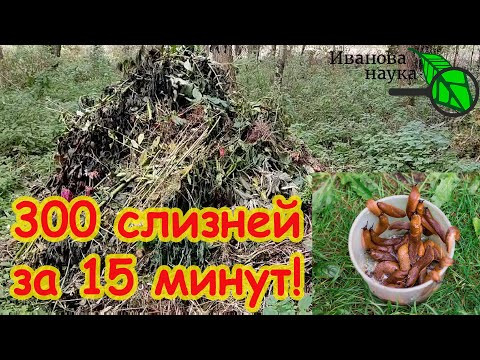 СОБРАЛ 300 СЛИЗНЕЙ ЗА 15 МИНУТ! Срочно сделайте это на участке, даже если холодно! СОБРАЛ 300 СЛИЗНЕЙ ЗА 15 МИНУТ! Срочно сделайте это на участке, даже если холодно!