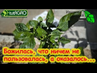 Эпидемия-2024. КРУТИТ ЛИСТЬЯ ТОМАТОВ, ПЕРЦЕВ и даже КАБАЧКОВ! Причина и лечение курчавости листьев.