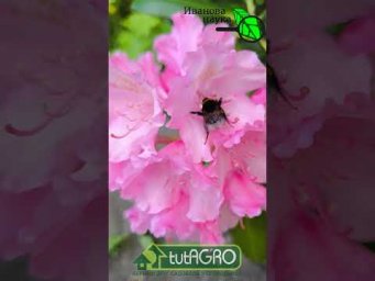Тля и муравьи исчезнут за день!  #огород #дача #сад #муравьи #вредители #советыдачникам #лайфхак