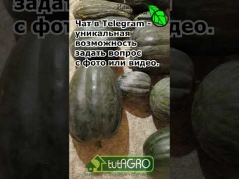 НИКОГДА не храните тыкву так! Секретный способ сохранить урожай до весны. Так тыква не потечет.