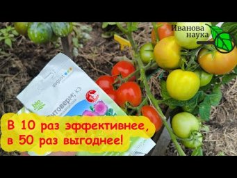 ОБРАБОТАЙТЕ ОГУРЦЫ 1 РАЗ и клещ уже не вернётся ни в огород, ни в теплицу. Прокачка Фитоверма.