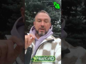 Вкусные соседи для ЕЛИ: что можно сажать рядом с колючей красавицей. Тень и кислота им не страшны.