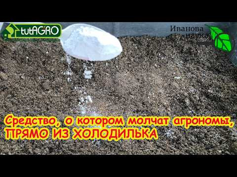 Добавьте 1 ЛОЖКУ в почву, и вы не узнаете свой огород: результат уже через неделю. Добавьте 1 ЛОЖКУ в почву, и вы не узнаете свой огород: результат уже через неделю.