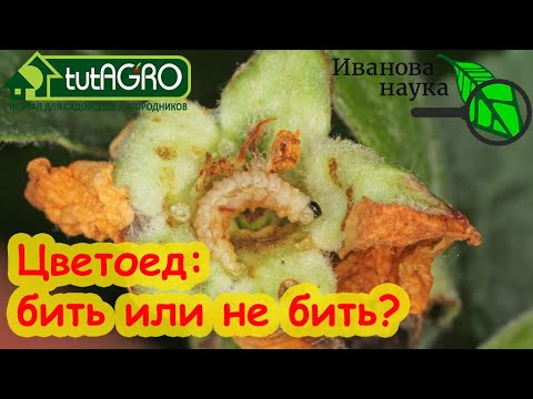 КИНЬТЕ ДУРНОЕ! Вот когда НЕ НАДО бороться с цветоедом. Все так суетятся, а совсем зря! Не прыскайте! КИНЬТЕ ДУРНОЕ! Вот когда НЕ НАДО бороться с цветоедом. Все так суетятся, а совсем зря! Не прыскайте!