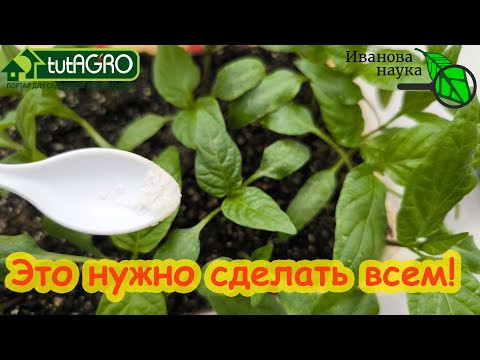 ЭТА ПОДКОРМКА НУЖНА ВСЕМ! Посмотрите на эти симптомы и сделайте обработку ЗАРАНЕЕ! ЭТА ПОДКОРМКА НУЖНА ВСЕМ! Посмотрите на эти симптомы и сделайте обработку ЗАРАНЕЕ!
