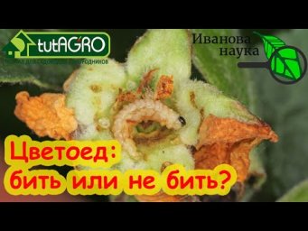 КИНЬТЕ ДУРНОЕ! Вот когда НЕ НАДО бороться с цветоедом. Все так суетятся, а совсем зря! Не прыскайте!
