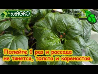 РАССАДУ НЕ УЗНАТЬ ОТ ЭТОЙ ПОДКОРМКИ! Полейте 1 раз и она не будет тянуться, а будет расти в корень.