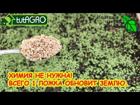 ХИМИЯ больше НЕ НУЖНА! Всего 1 ложка на ведро и земля станет как новая: чистая, жирная, плодородная! ХИМИЯ больше НЕ НУЖНА! Всего 1 ложка на ведро и земля станет как новая: чистая, жирная, плодородная!