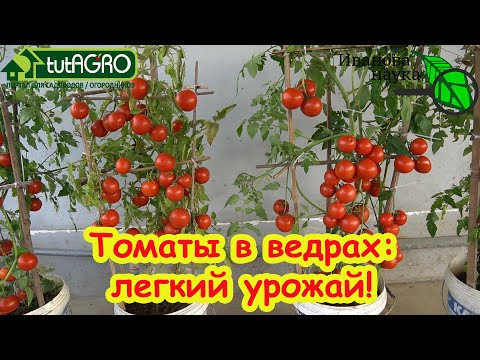 ПО ВЕДРУ ТОМАТОВ с КУСТА! Все дело в особенном поливе! Чудо-раствор для полива. Томаты в ведрах. ПО ВЕДРУ ТОМАТОВ с КУСТА! Все дело в особенном поливе! Чудо-раствор для полива. Томаты в ведрах.
