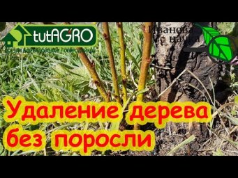 Как УБРАТЬ ЛЮБОЕ ДЕРЕВО БЕЗ ПОРОСЛИ и БЕЗ ПОСЛЕДСТВИЙ. Простой способ избавиться от ненужного дерева