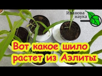 СКАНДАЛЬНЫЙ ВЫПУСК: АЭЛИТА, НЕ ПРИСТАВАЙ К МУЖЧИНЕ! Сперва подрасти. На обиженках  далеко не уедешь.