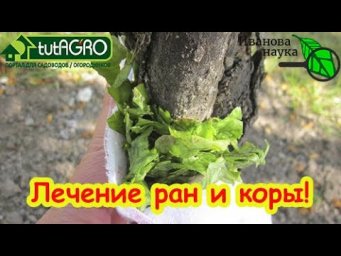 ЗАМАЗКА ДЛЯ ДЕРЕВЬЕВ: больше вреда или пользы? Чем замазывать раны на деревьях? Замазка не нужна!