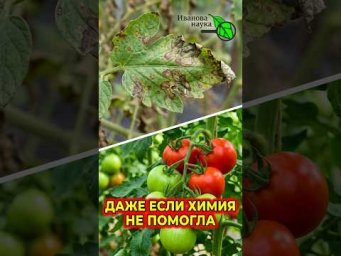 ПОМИДОРЫ ПОЧЕРНЕЛИ? МГНОВЕННОЕ ИЗБАВЛЕНИЕ от фитофторы!  Выжигаем фитофтору за 2 часа.
