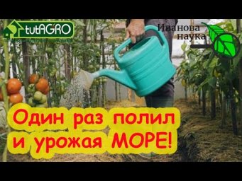 ПОЛИЛ 1 РАЗ И ТОМАТ УСЫПАН ЗАВЯЗЯМИ!